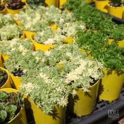 Sedum japonicum variegata