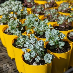 Sedum spathulifolium - product size