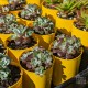 Sedum spathulifolium purpureum - product size