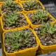 Aloe haworthioides - product size