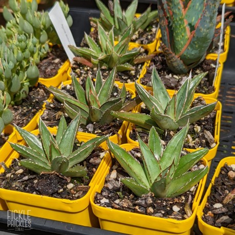 Agave victoriae-reginae 'Bustamante' - product size