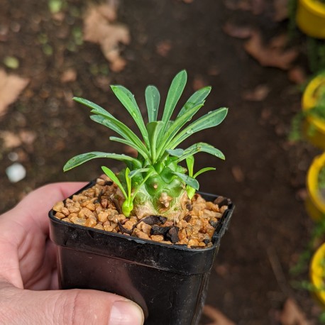 Euphorbia bupleurifolia x susannae - product size
