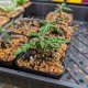 Euphorbia decaryi - product size
