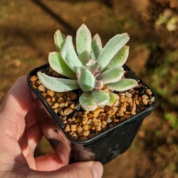 Echeveria 'Hoveyi' variegated - product size
