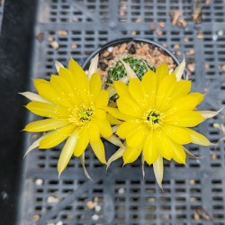 Lobivia arachnacantha (Yellow Flower) - product size