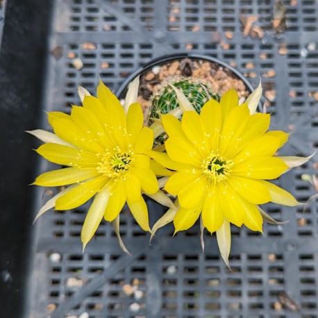 Lobivia arachnacantha (Yellow Flower) - flower