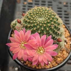 Rebutia 'Pink Sensation' - flower