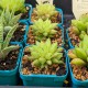 Haworthia reticulata var. hurlingii - product size