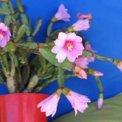Hatiora rosea - flower