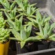 Aloe polyphylla - product size