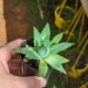 Aloe polyphylla - product size