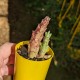 Orbea variegata - product size