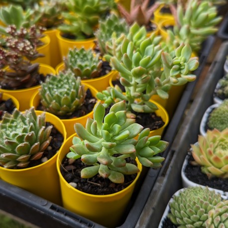 Graptosedum 'Joan Steele' - product size