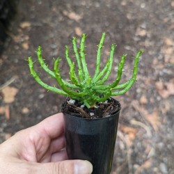 Euphorbia flanaganii 'Medusa's Head' - product size