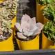 Graptopetalum pentandrum ssp. superbum (product size)