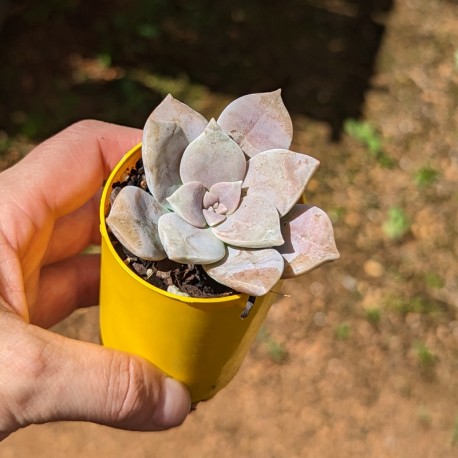 Graptopetalum pentandrum ssp. superbum (product size)