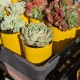 Echeveria derenbergii x purposum - product size