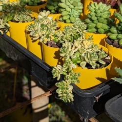 Sedum oryzifolium variegata - product size