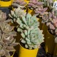 Sedeveria 'Rime Ice' - product size