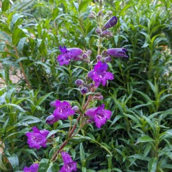 Penstemon 'Midnight'