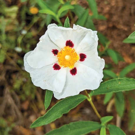 Cistus ladanifer