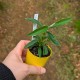 Cistus ladanifer (Product Size)