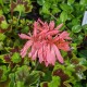 Pelargonium 'Stellar Apricot'