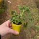 Pelargonium 'Stellar Apricot' (Product Size)