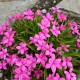 Rhodohypoxis baurii 'Albrighton'