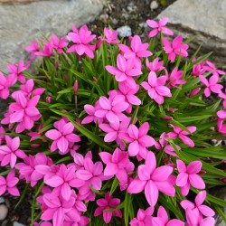 Rhodohypoxis baurii 'Albrighton'