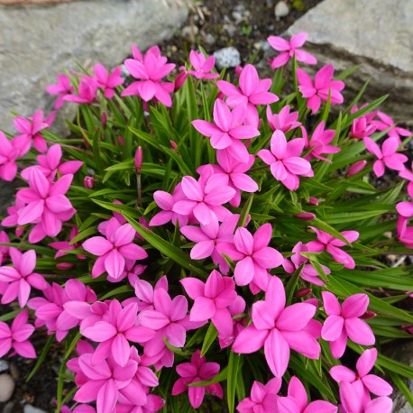 Rhodohypoxis baurii 'Albrighton'