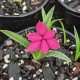 Rhodohypoxis baurii 'Albrighton'