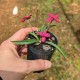 Rhodohypoxis baurii 'Albrighton' (Product Size)