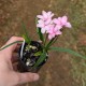 Rhodohypoxis baurii 'Fred Bloom'