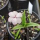 Rhodohypoxis baurii 'Ruth'