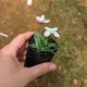 Rhodohypoxis baurii 'Ruth' (Product Size)