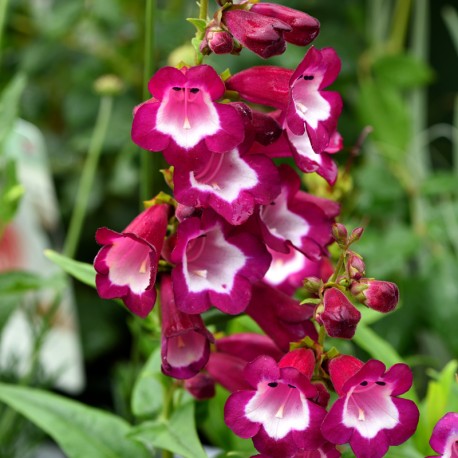 Penstemon 'Gladiator'