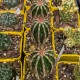 Echinopsis cv. Haku-jo Maru (Product Size)