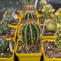 Echinopsis cv. Haku-jo Maru