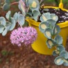 Sedum sieboldii variegata