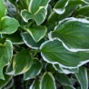 Hosta 'Ginko Craig'