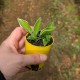 Hosta 'Ginko Craig' (Product Size)