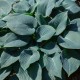 Hosta 'Blue Cadet'