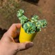 Sedum sieboldii variegata (Product Size)