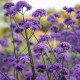 Verbena bonariensis