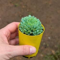 Echeveria globulosa