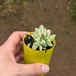 Crassula rogersii variegata