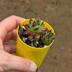 Sempervivum calcareum 'Petite Ceuse' 