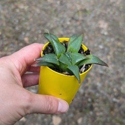 Haworthia magnifica var. magnifica