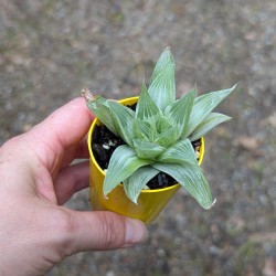 Haworthia retusa 'White Ghost'